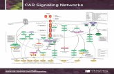 CAR Signaling Networks€¦ · 4-1BB CD3 ζ V H L Peripheral T-Cell Actin Polymerization scFv (Antigen Recognition) Hinge/ Spacer Linker CD8α CD28 OX-40 CD27 ICOS DAP10 ITAM1 (Y72,