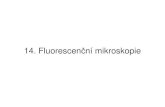 14. Fluorescen ní mikroskopiebiofyzika.upol.cz/userfiles/file/OSP1-14Web(1).pdf · 2012-04-16 · Fluorescence 50 ps 50-200 ps S0 S1 Absorption Stimulated Emission Fluorescence τvib