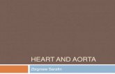 HEART AND AORTA - Collegium Medicum UMK · 2015-01-07 · aorta _____ valves, leaks stress tests molecular imaging coronaries CABG chamber anatomy, LV mass tumors, aneurysms functional