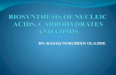BY: RASAQ NURUDEEN OLAJIDE NOTES/3/2/RASAQ... · De NOVO PURINE NUCLEOTIDE BIOSYNTHESIS • De novo synthesis of nucleotides begins with their metabolic precursors: amino acids, ribose