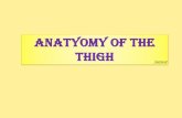 shatarat ANATYOMY OF The thigh · G r e a t S a p h e n o u s v e i n 1-drains the medial endof the dorsal venous arch 2-passes directly in front of the medial malleolus of the tibia.