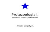 Protozoologia I. · Trypanosoma fajok I. T. brucei gambiense: nyugat-afrikai álomkór T. brucei rhodesiense: kelet-afrikai álomkór (virulensebb!) Álomkór: évente mintegy 0,5