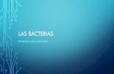 Las bacterias - isl.cl Las bacterias autأ³trofas tأ­picas son las cianobacterias fotosintأ©ticas, las