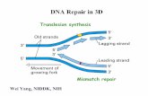 DNA Repair in 3D - NIH VideoCast · template 5´ incoming nucleotide 3 ... Minor groove. Watson-Crick and Mismatched Base-pairs Differ in The Minor Groove T G minor groove T A C G