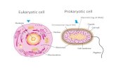 Eukaryotic cell Prokaryotic cell - St John Fisher Catholic ... · PDF file Prokaryotic cells no true nucleus, only an area where ONA is found (Pro) DNA is not associated with proteins