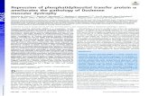 Repression of phosphatidylinositol transfer protein α ... · X-linked muscle wasting disease caused by mutations in the DYSTROPHIN gene (1, 2). Absence of dystrophin protein from
