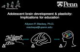 Adolescent brain development & plasticity: Implications ... · Adolescent brain development & plasticity: Implications for education Allyson P. Mackey, Ph.D. mackeya@upenn.edu. Δ.