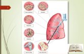 Σελ. 217 - schools.ac.cygym-trachoni-lem.schools.ac.cy/images/myfolder/... · Λεξικό του αναπνευστικού συστήματος –10 λέξεις του αναπνευστικού