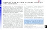 Myocardial NF-κB activation is essential for zebrafish ... · Myocardial NF-κB activation is essential for zebrafish heart regeneration Ravi Karraa, Anne K. Knechtb, Kazu Kikuchib,1,