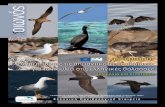#48 - files.ornithologiki.grfiles.ornithologiki.gr/images/seabirds/Publications... · renewable energy targets in harmony with nature’’4 κατα-τάσσει τη θέρμανση