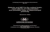 Galanin and NPY in the rodent brain: rapid effects of 17β ...liu.diva-portal.org/smash/get/diva2:20546/FULLTEXT01.pdf · List of papers 7 List of the papers 1. Hilke, S. Theodorsson,