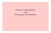 Glucose Absorption And Glycogen Metabolismfaculty.uca.edu/.../transparencies/figs/glycogen.pdfGlycogen Metabolism Starch Digestion Starch (1000’s of residues) α-amylase in saliva