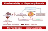 β-Cell Dysfunction & Apoptosis...r s s ease 3 HYPOTHESIS T ype-2 i abete sulin R isk fo d iac Di 2 u lin u lin tance D In Car 1 Ctl Ins Resis Ins Hyperglycemia Dyslipidemia c ell