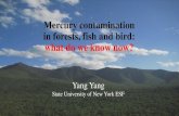 Mercury contamination in forests, fish and bird: what do ... capstone_Y. Yang.pdfBlackwell et al., 2014 Can we construct a mercury budget in the forest? 15.5 μg m-2 yr-1 34.6 μg
