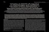 Interplay of IKK/NF-κB signaling in macrophages and ...dm5migu4zj3pb.cloudfront.net/manuscripts/30000/30556/JCI073055… ·  Volume 117 Number 4 April 2007