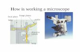How is working a microscope · Field view and field deep The area of sample viewed by the ocular tube is called fiel of view. Anyway, not only the lateral resolution is important,