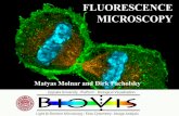 FLUORESCENCE MICROSCOPY - Uppsala University · PDF file For Fluorescence microscopy use B&W cameras (with appropriate filtercubes) 26 . Publishing photos • Use the highest bit depth