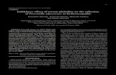 Inhibitory effect of serum globulins on the adhesion of ...€¦ · Kouichiro Kuroda, Yasuyuki Hirano, Muneaki Tamura and Kunio Hayashi Department of Bacteriology, Nihon University