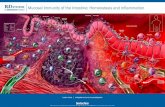Mucosal Immunity of the Intestine: Homeostasis and Inflammation · 2018. 1. 17. · Gut Mucosal Homing From Circulation (CCR9 and Integrin α4β7-Dependent) Inflammatory Leukocyte