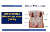 Glomerular filtration rate (GFR) - MSIC...2018/08/16  · glomerular filtration rate (GFR). The GFR is the measurement of the kidneys ability to filter plasma Normal GFR= 125ml/min