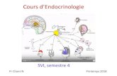 Cours d’Endocrinologie · 2018. 4. 23. · Cours d’Endocrinologie SVI, semestre 4 Pr ChamiN Printemps 2018. Exemples de quelques glandes endocrines: thyroïde, surrénales, hypophyse