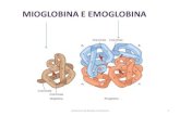 MIOGLOBINA E EMOGLOBINA - - Home · 2020. 8. 26. · Mioglobina, è un gruppo cromoforo. Anello tetrapirrolico con 4 anelli pirrolici legati insieme da gruppi metilenici. Fe con 6