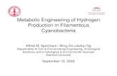 Metabolic Engineering of Hydrogen Production in ...gcep.stanford.edu/pdfs/DyUMPHW1jsSmjoZfm2XEqg/2.4... · Metabolic Engineering of Hydrogen Production in Filamentous Cyanobacteria