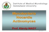 Mycobacteria Nocardia Actinomyces · 2015. 3. 12. · giant cells in granulomas Lepromin skin tests: positive Lepromatic lepra: immune response towards M.leprae is weak skin, mucosa