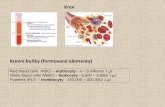 krev - Masaryk University...• obecná charakteristika: - mononukleáry –jádro je sférické, oválné nebo ledvinovité - basofilní cytoplazma - chybí specifickágranula - azurofilní