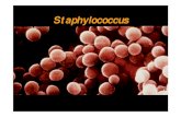 Staphylococcus - Terapia Occupazionale...COAGULASI: FERMENTAZIONE DEL MANNITOLO: b-emolisi g-emolisi unica specie tra gli stafilococchi che infettano l'uomo capace di produrre coagulasi