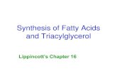 Synthesis of Fatty Acids and Triacylglycerol · 2020. 11. 30. · Fatty Acid Synthase Catalyzes the remaining steps • Multifunctional Enzyme Complex • Dimer of two Identical Chains