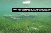 The Seagrass Rhizosphere - OPUS at UTS: Home · Karla, Rufus and Verena, without you guys I could never have done this, and for that I am you forever grateful. Thanks, with all the
