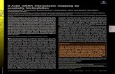 β-Actin mRNA interactome mapping by proximity biotinylation · PDF file β-Actin mRNA interactome mapping by proximity biotinylation Joyita Mukherjeea,OritHermesha, Carolina Eliscovichb,