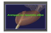 ΙΜΟΠimop.gr/sites/default/files/PROSTATE Anatomy.pdfCreated Date 4/20/2012 11:04:06 AM