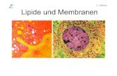 U. Albrecht Lipide und Membranen · 2008. 9. 6. · nicht hydrolysierbare Lipide Kohlenwasserstoffe Alkane Carotinoide Alkohole langkettige Alkanole Sterole Steroide Säuren Fettsäuren