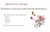 MEDCH 527 1/28/2013 Hydrolases (Esterases and Epoxide ...courses.washington.edu/medch527/PDFs/527_13Rettie_Hydrolases.… · Human Carboxylesterase Isozymes: Catalytic Properties