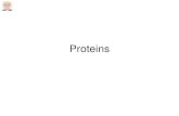 Proteins - WordPress.com · 2019. 5. 7. · Haemoglobin is made of 4 separate polypeptides joined together (2 alpha and 2 beta chains). The red molecule is a Haem group that contains