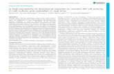 A high-sensitivity bi-directional reporter to monitor NF-κB activity … · 2017. 1. 19. · TOOLS AND TECHNIQUES A high-sensitivity bi-directional reporter to monitor NF-κB activity