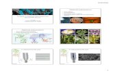 Tuan Tran-An update on Ralstonia solanacearum...Tuan Tran Department of Plant Pathology University of Wisconsin - Madison Ralstonia solanacearum • Gram-negative • β-proteobacterium