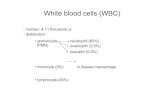 White blood cells (WBC)...receptor. endocytosis. 2. pH decrease in endosome. transferrin gives up iron. ferritin takes it up (iron storage) 3. transferrin returns onto the cell surface.