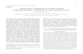 Original Adrenergic regulation of GABA release from ...jos.dent.nihon-u.ac.jp/journal/56/1/P49-57.pdf · Adrenergic regulation of GABA release from presynaptic terminals in rat cerebral