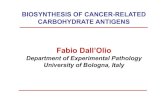 Fabio Dall’Olio · 2012. 10. 26. · From: Trinchera et al. 2011 By immunoblot analysis, only a few colon cancer tissues express high levels of sLex) Man ...