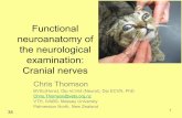 Functional neuroanatomy of the neurological examination ...