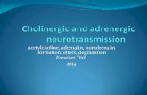 Acetylcholine, adrenalin, noradrenalin formation, effect ...