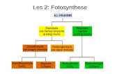 Les 2: Fotosynthese