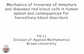 Intrasplenic Behavior of Healthy and Diseased Red Blood Cells