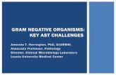 GRAM NEGATIVE ORGANISMS: KEY AST CHALLENGES