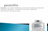 Penicillin is β-lactam antibiotics, used in the treatment ...