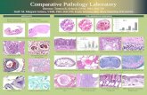 HISTOLOGY COLLABORATIVE RESEARCH