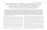 Hematopoietic AMPK β1 reduces mouse adipose tissue